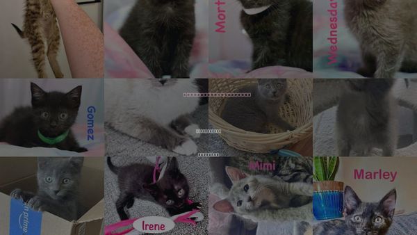 Cats for Adoption in Centreville, Virginia