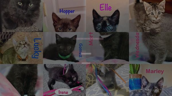 Cats for Adoption in Centreville, Virginia