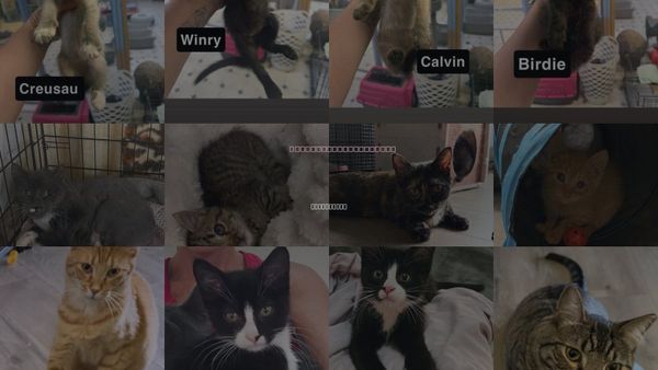 Cats for Adoption in Coralville, Iowa