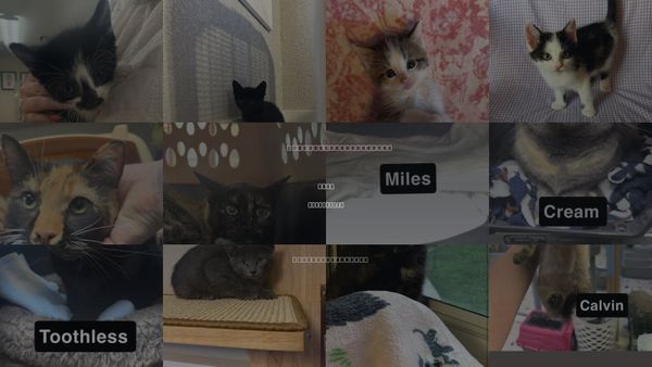 Cats for Adoption in Coralville, Iowa