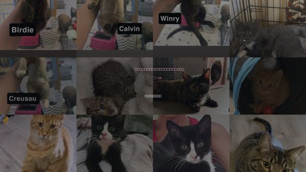 Cats for Adoption in Coralville, Iowa