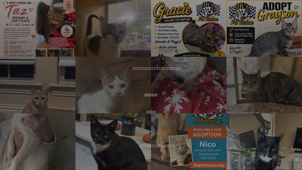 Cats for Adoption in Crandall, Texas