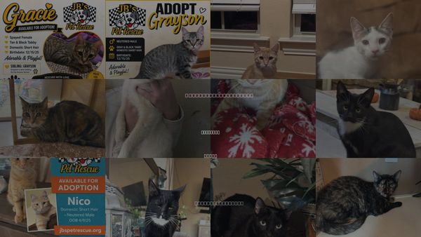 Cats for Adoption in Crandall, Texas