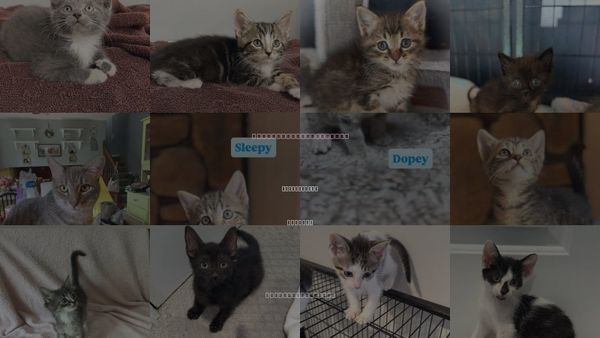 Cats for Adoption in Crown Point, Indiana