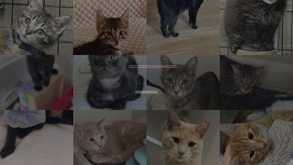 Cats for Adoption in Cuyahoga Falls , Ohio