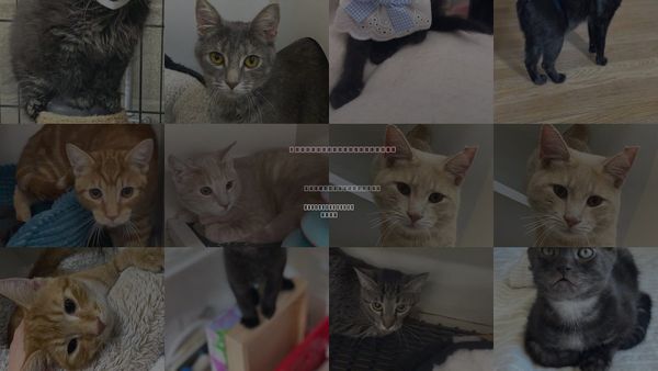 Cats for Adoption in Cuyahoga Falls , Ohio