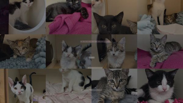 Cats for Adoption in Dedham, Massachusetts
