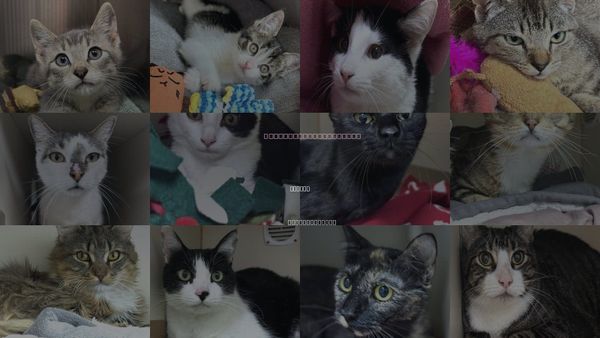 Cats for Adoption in Dedham, Massachusetts