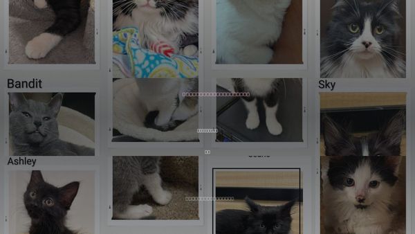 Cats for Adoption in Dunnville, ON