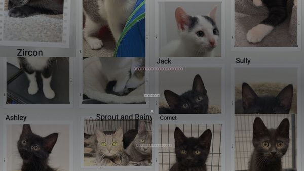 Cats for Adoption in Dunnville, ON