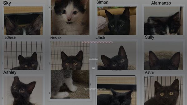 Cats for Adoption in Dunnville, ON