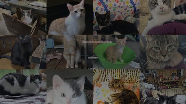 Cats for Adoption in Eau Claire, Wisconsin