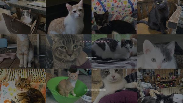 Cats for Adoption in Eau Claire, Wisconsin