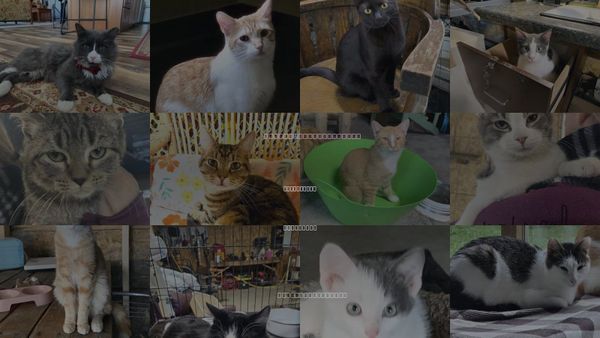 Cats for Adoption in Eau Claire, Wisconsin