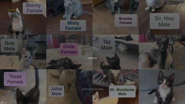 Cats for Adoption in El Centro, California