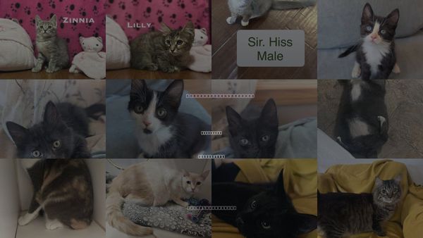 Cats for Adoption in El Centro, California