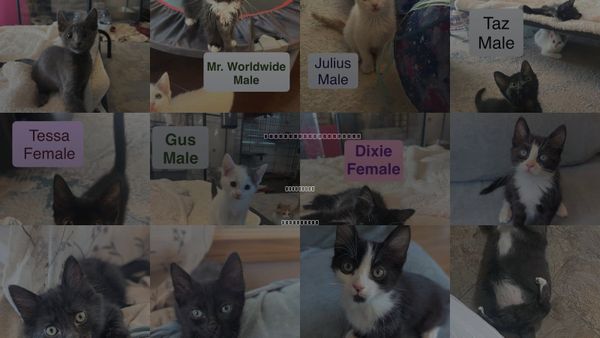 Cats for Adoption in El Centro, California