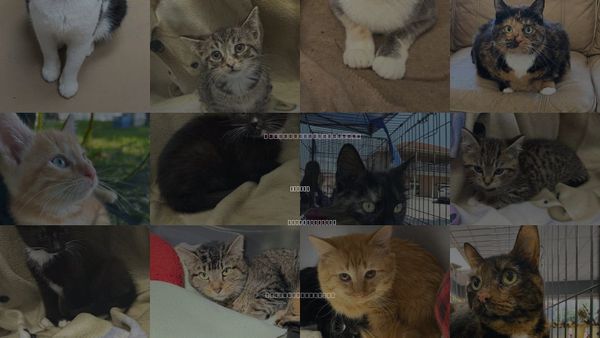 Cats for Adoption in Elkins, West Virginia
