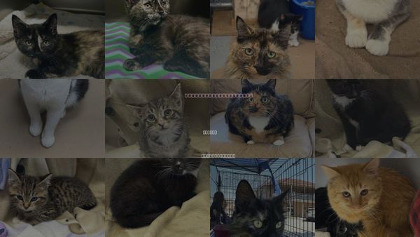 Cats for Adoption in Elkins, West Virginia