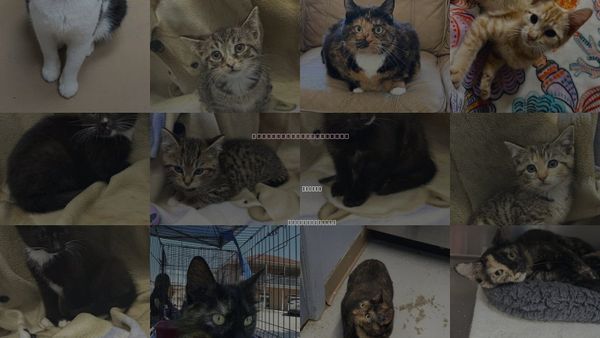 Cats for Adoption in Elkins, West Virginia