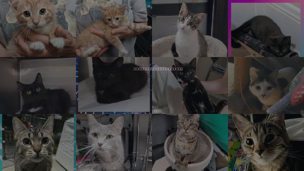 Cats for Adoption in Fairlawn, Ohio