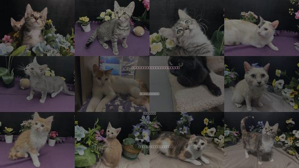 Cats for Adoption in Fayetteville, Georgia