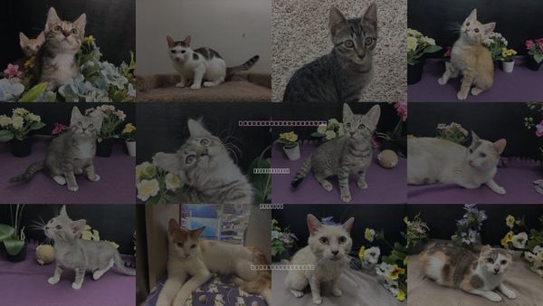 Cats for Adoption in Fayetteville, Georgia
