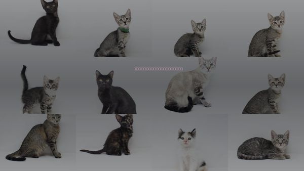 Cats for Adoption in Florence, Arizona