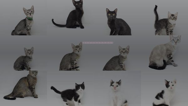 Cats for Adoption in Florence, Arizona
