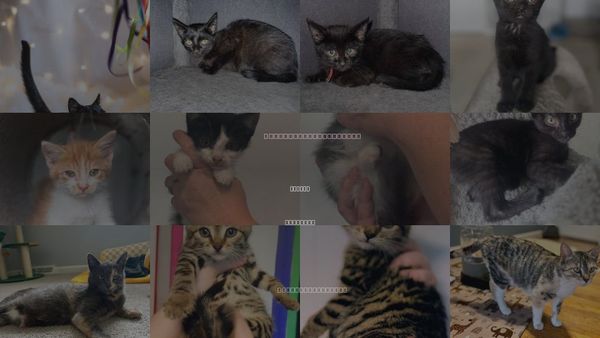 Cats for Adoption in Forest, Virginia