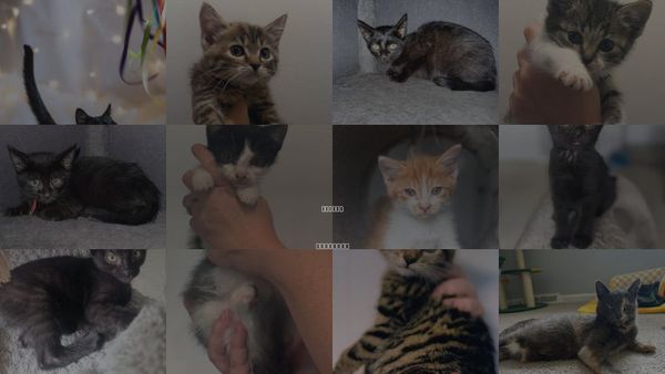 Cats for Adoption in Forest, Virginia