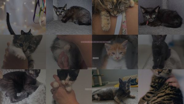Cats for Adoption in Forest, Virginia