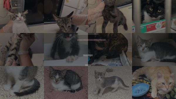 Cats for Adoption in Georgetown, Texas