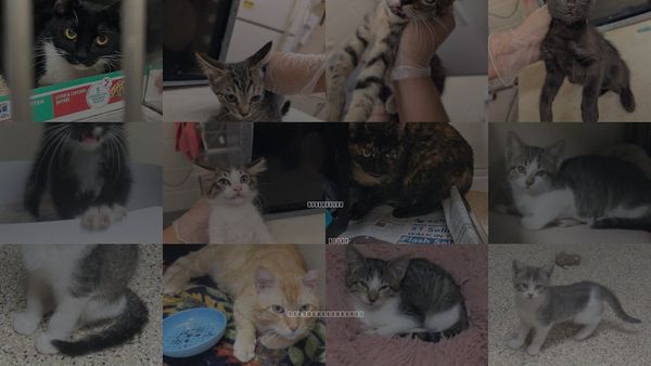 Cats for Adoption in Georgetown, Texas