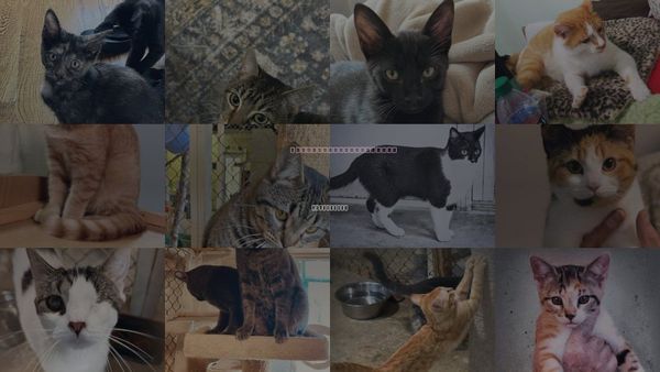 Cats for Adoption in Germantown, Tennessee