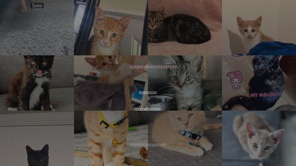 Cats for Adoption in Goose Creek, South Carolina