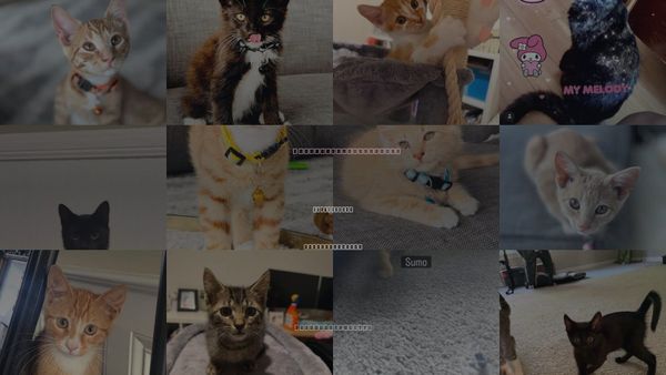 Cats for Adoption in Goose Creek, South Carolina