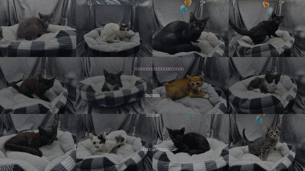 Cats for Adoption in Grovetown, Georgia