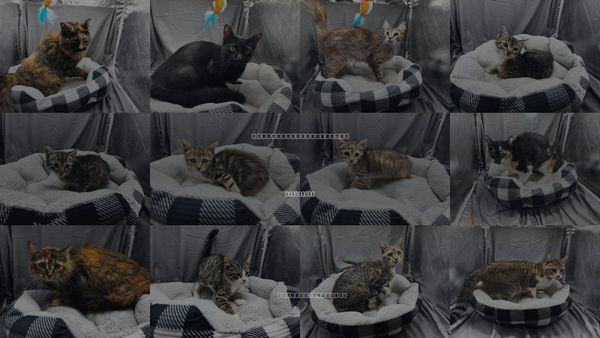 Cats for Adoption in Grovetown, Georgia