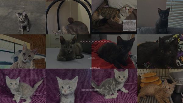 Cats for Adoption in Hammond, Louisiana