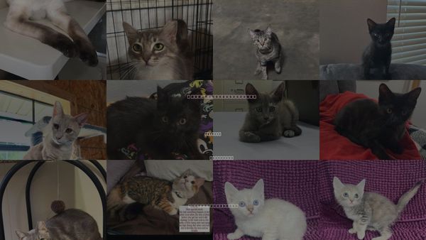 Cats for Adoption in Hammond, Louisiana