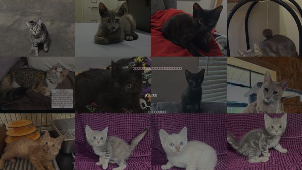 Cats for Adoption in Hammond, Louisiana