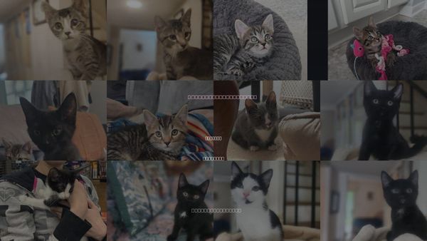 Cats for Adoption in Henrico, Virginia