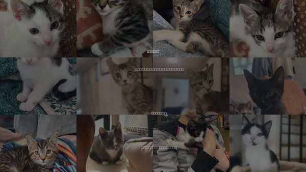 Cats for Adoption in Henrico, Virginia