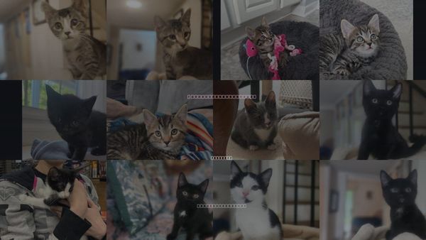 Cats for Adoption in Henrico, Virginia