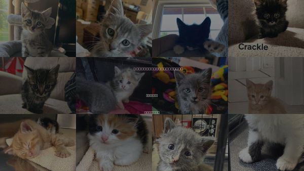 Cats for Adoption in Hermann, Missouri