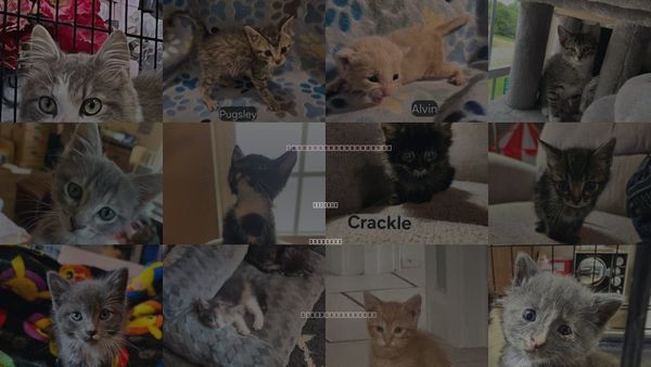Cats for Adoption in Hermann, Missouri