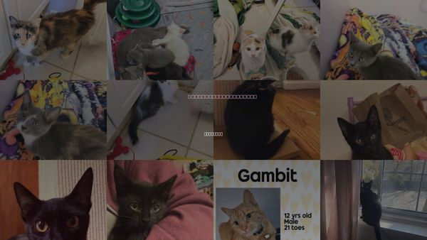 Cats for Adoption in Holbrook , New York