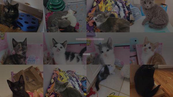 Cats for Adoption in Holbrook , New York