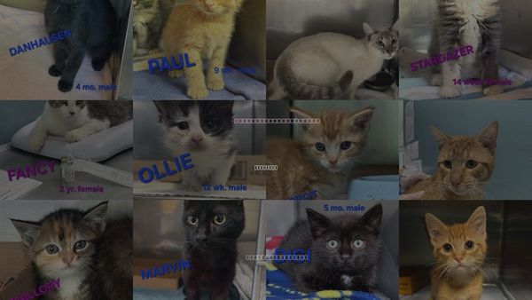 Cats for Adoption in Holbrook , New York